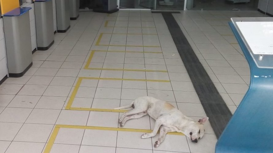 Coité: Com clima quente, cachorros se refrescam em ar condicionado das agências bancárias Coité: Com clima quente, cachorros se refrescam em ar condicionado das agências bancárias