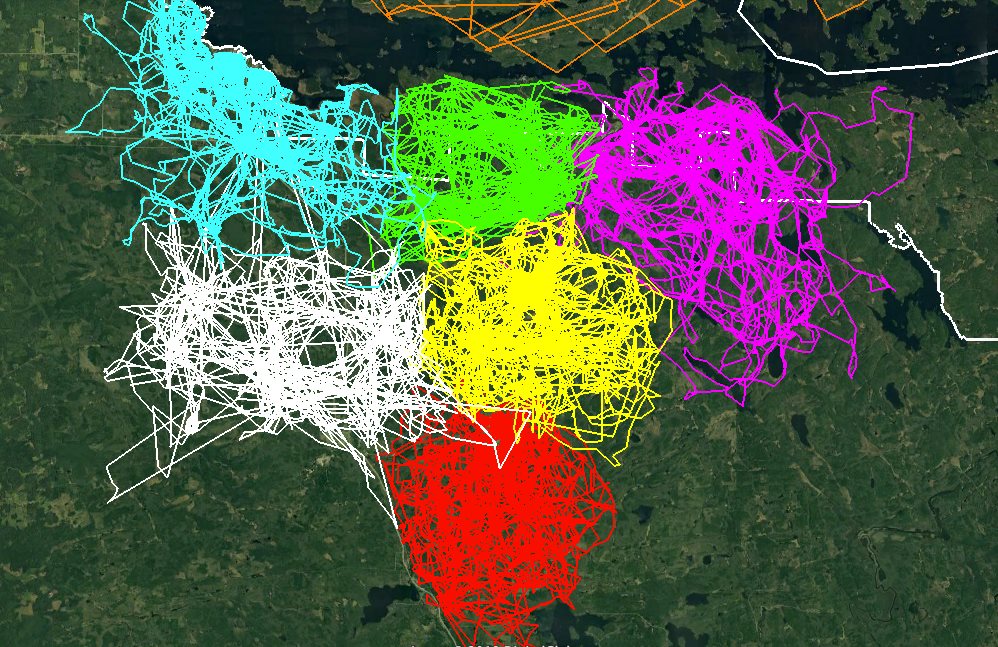 TYWKIWDBI ("TaiWikiWidbee") Wolfpack territories