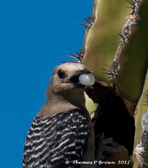 Ramblings of The Bird Nerd: Gila Woodpecker and her nest