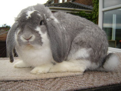 French Lop Rabbit Breed Pet