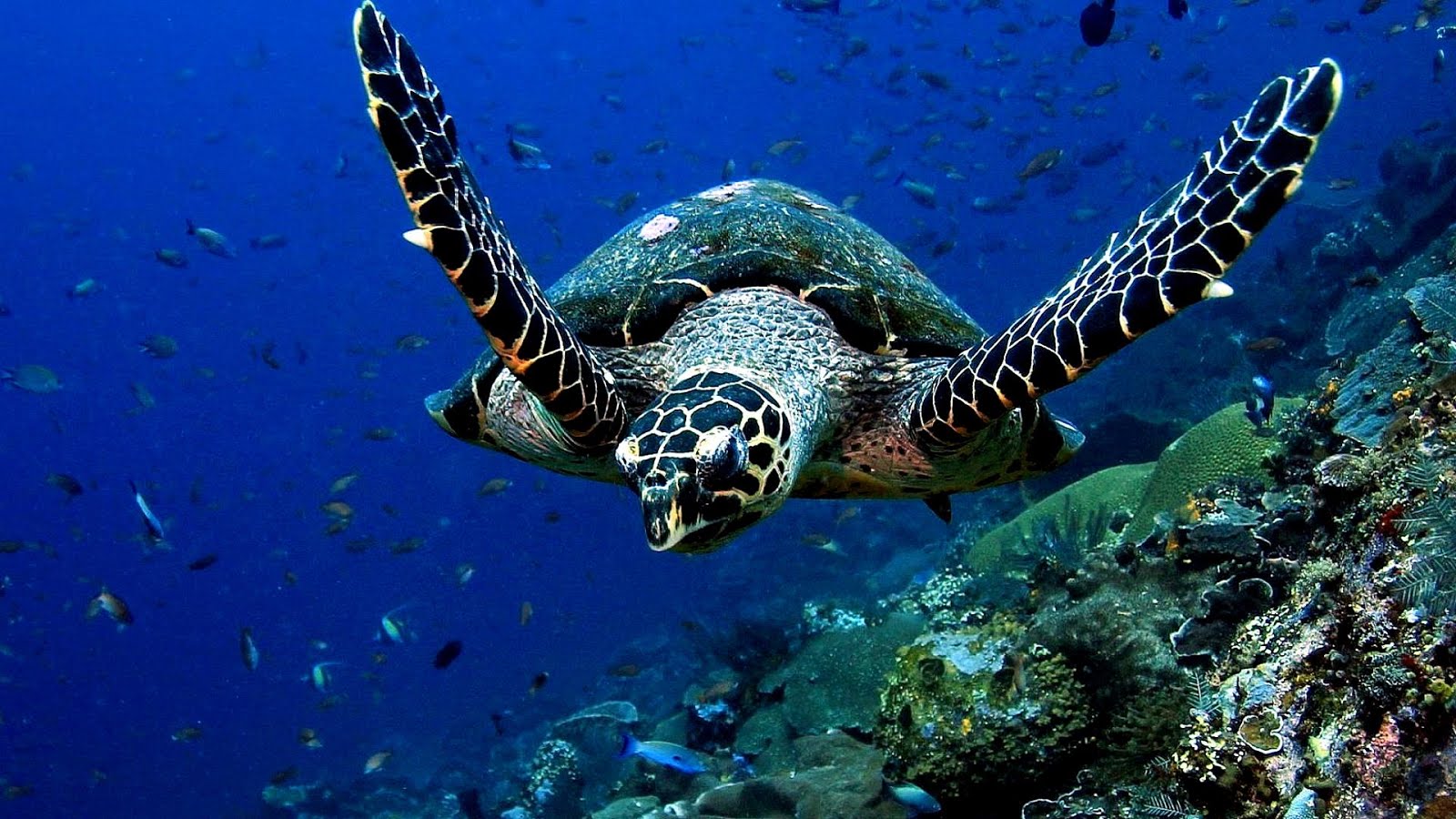 Why Sea Turtles Are Endangered - Danger Choices