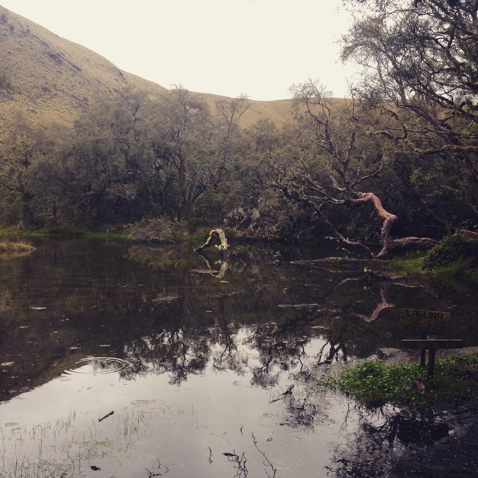 Polylepis, un bosque encantado en Ecuador