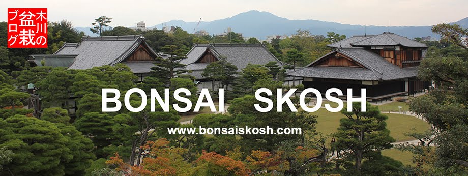 Bonsai Skosh
