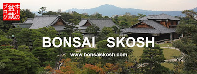 Bonsai Skosh