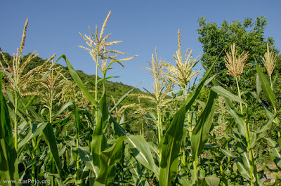 Corn plants