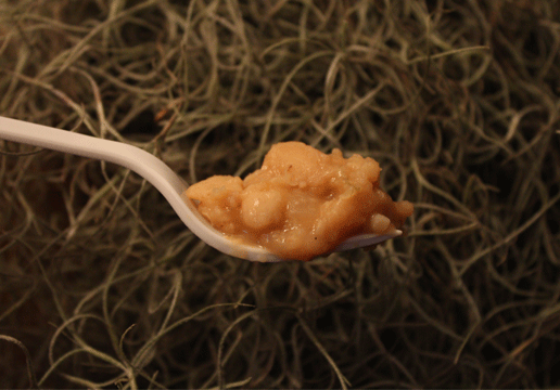 The 99 Cent Chef: Jambalaya Shoppe Swamp Chef Cheap$kate Review