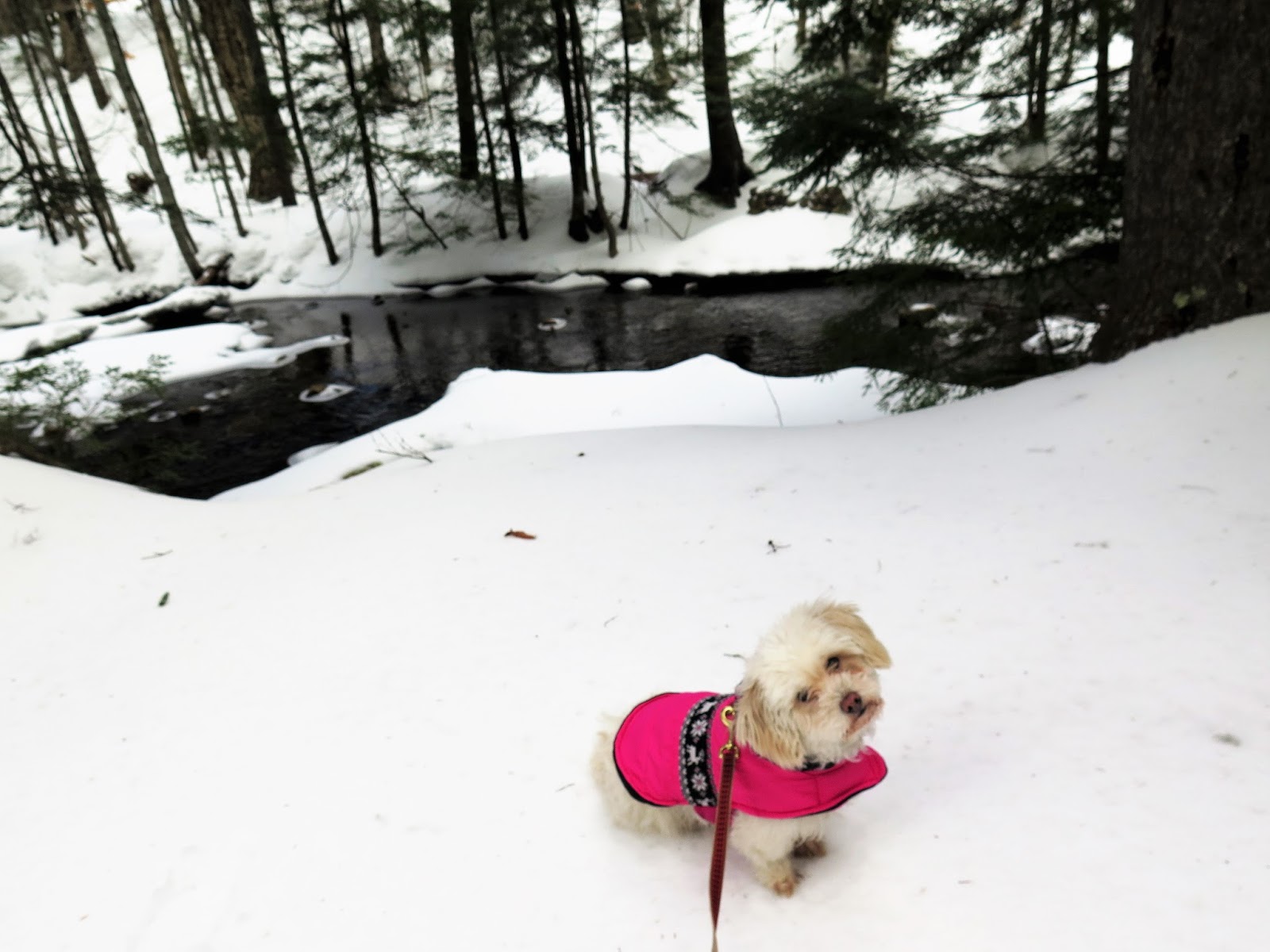 new hampshire pet travel