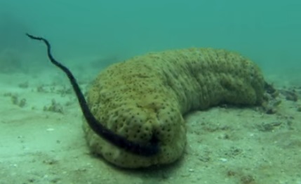 Florence Entertainment: Pearlfish hides inside a sea cucumber - Natural ...