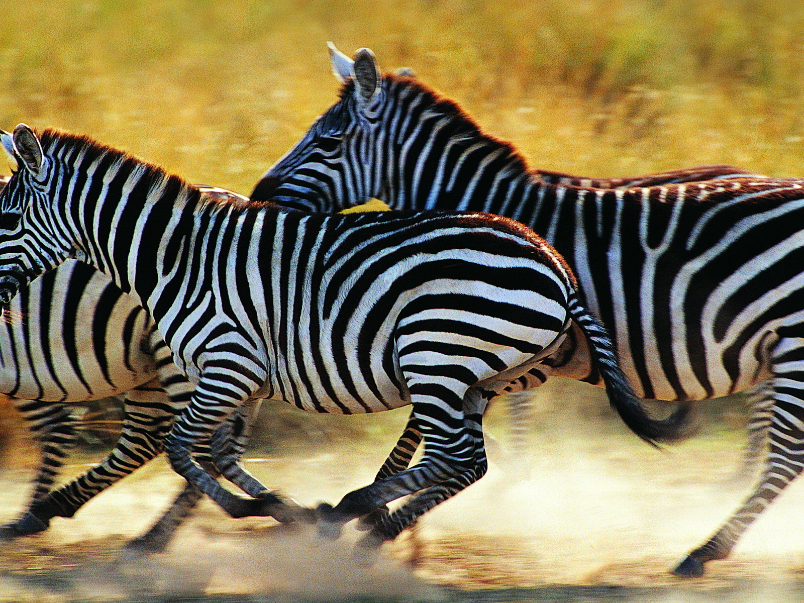 Cute Zebra Wallpapers 2