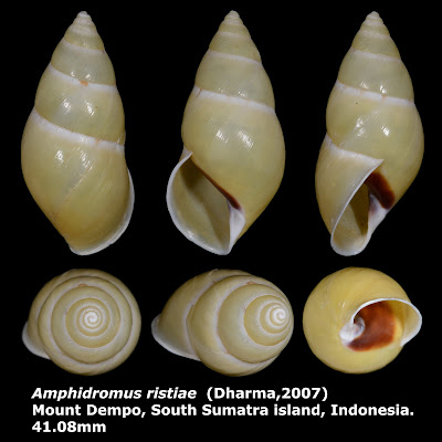 Amphidromus ristiae 41.08mm