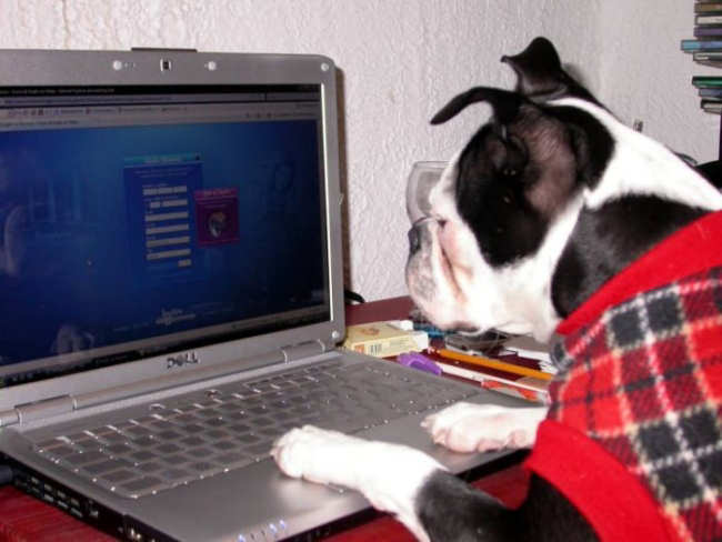 Animal Using A Computer ETERNAMENTE AMO ANIMAIS: ANIMAIS USANDO O COMPUTADOR