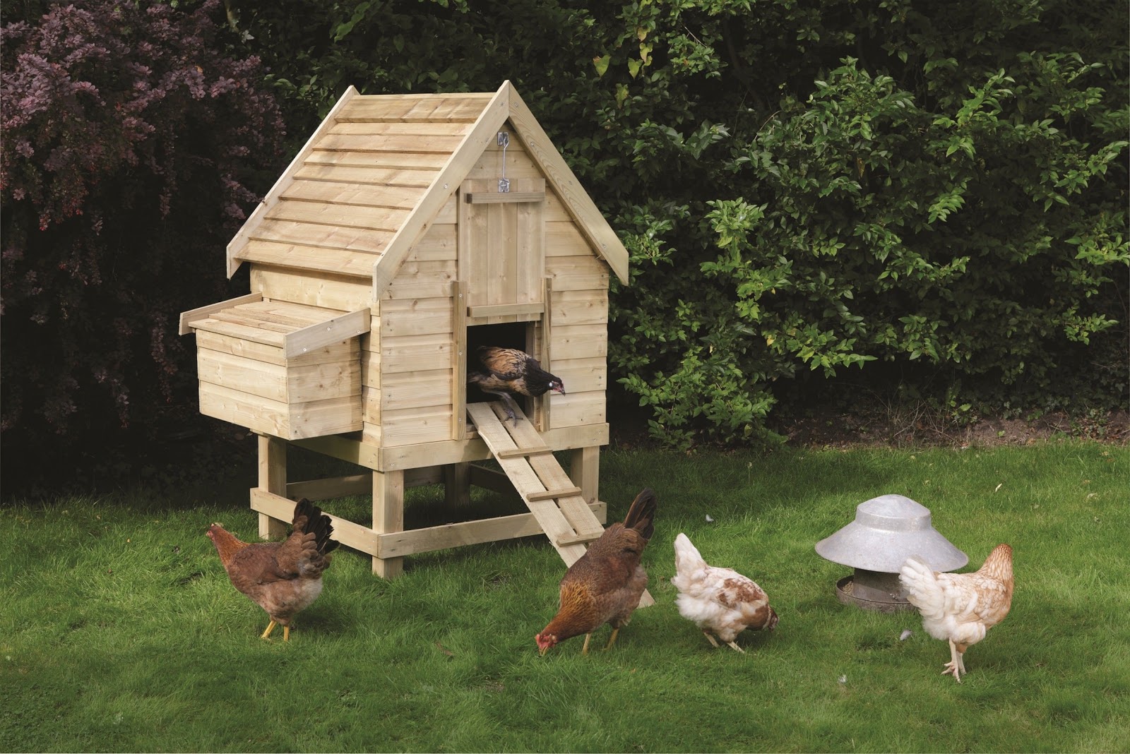 How To Build A Chicken Coop: Chicken Coops Designs - Chicken Coop Plans For 12 Chickens BackyarD Chicken Coop Designs