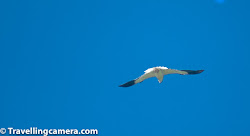 birds prey bird keoladeo national park shouldered kite adult travellingcamera sky sitting