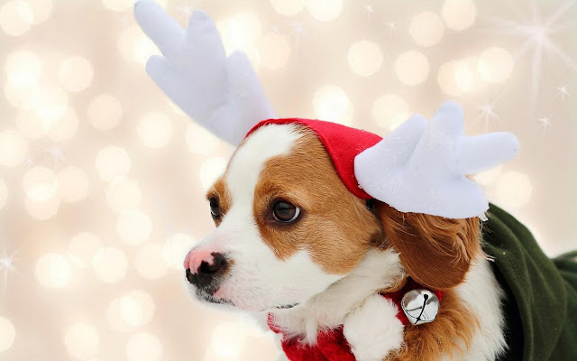 Merry Christmas images with animals Merry Christmas images with animals
