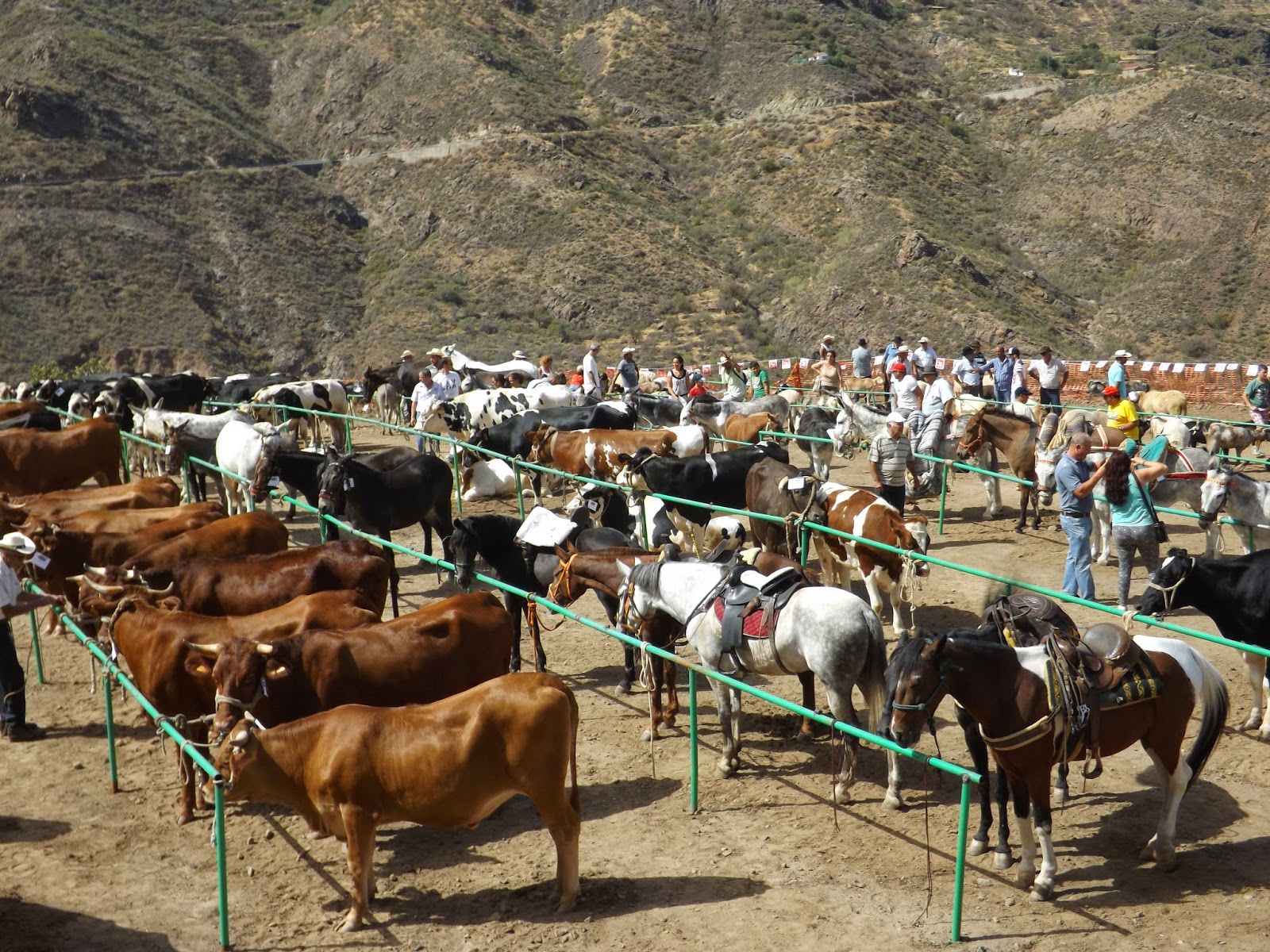 tejedadigital.es En la Feria de ganado, los protagonistas fueron los