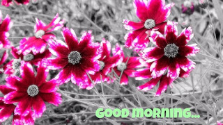 good morning good morning