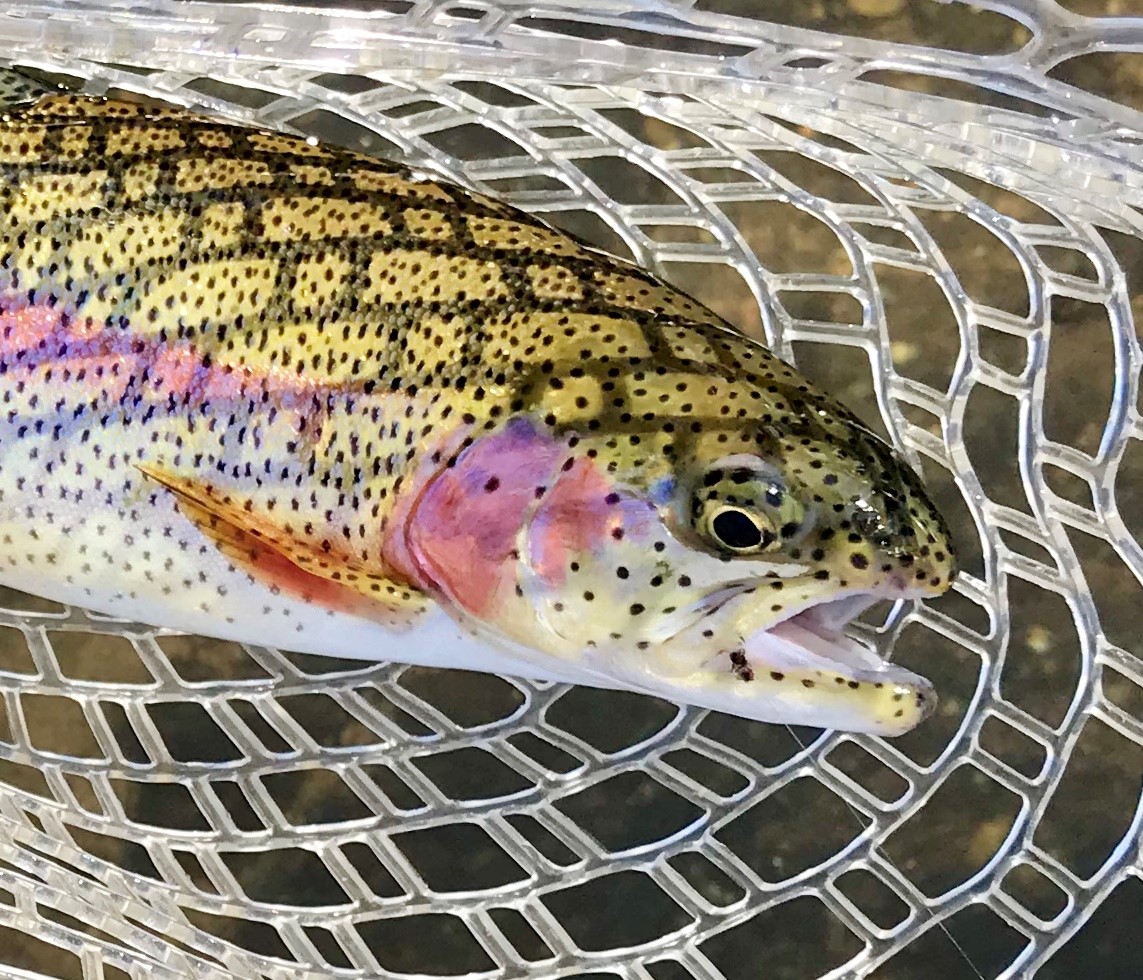 Caddis Chronicles The Second Season Fall Stocking