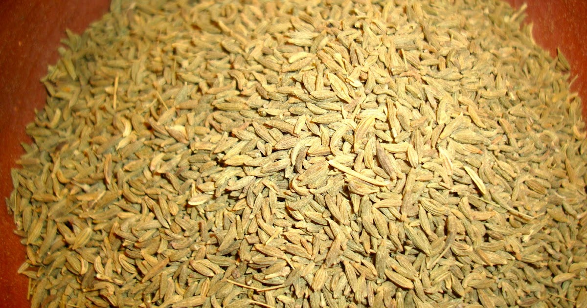 Fennel Plant and Seeds Spice Saunp or Saunf (सौंप)
