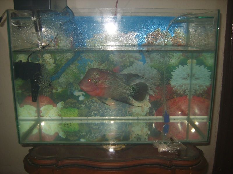 Tips Dan Cara Merawat Ikan Louhan Yang Baik Dan Benar Cara