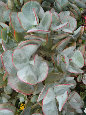 Paddle Plant Kalanchoe thyrsiflora at Etobicoke's Centennial Park Conservatory's Arid House by garden muses-not another Toronto gardening blog