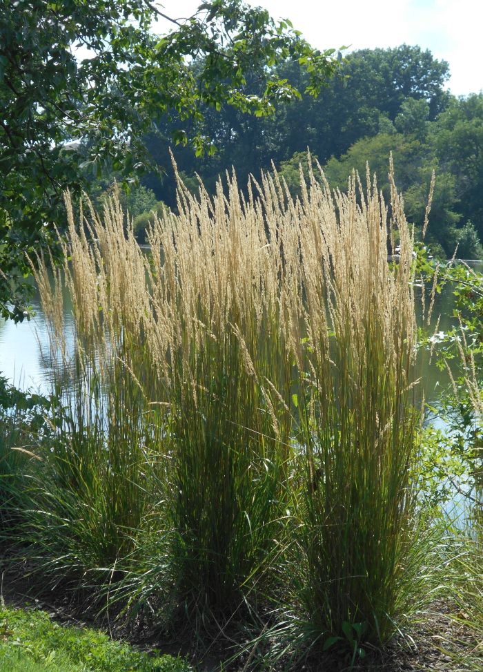 Future Plants by Randy Stewart: Feather Reed Grass