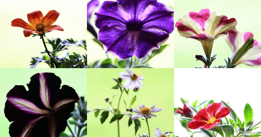 Preston Bissett Nurseries and Country Shop Summer Bedding Plants For