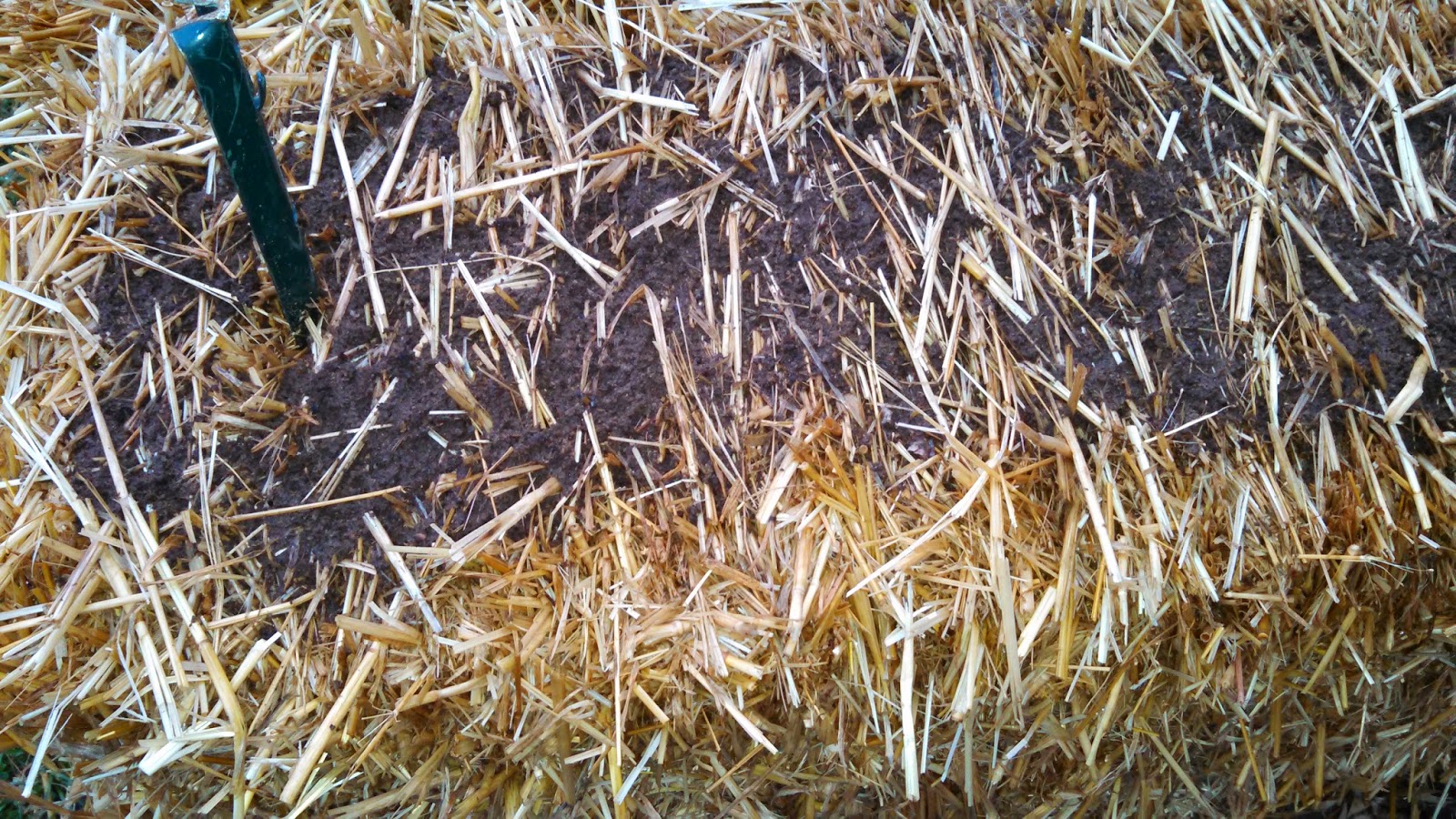 Closeup of Bale on Day 2 of Conditioning Closeup of Bale on Day 2 of Conditioning