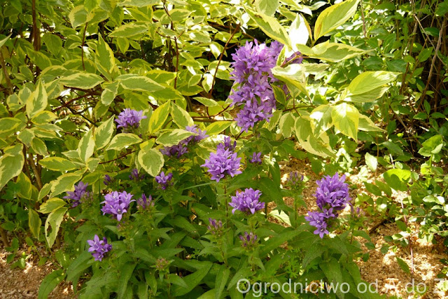 Dzwonek skupiony Campanula glomerata