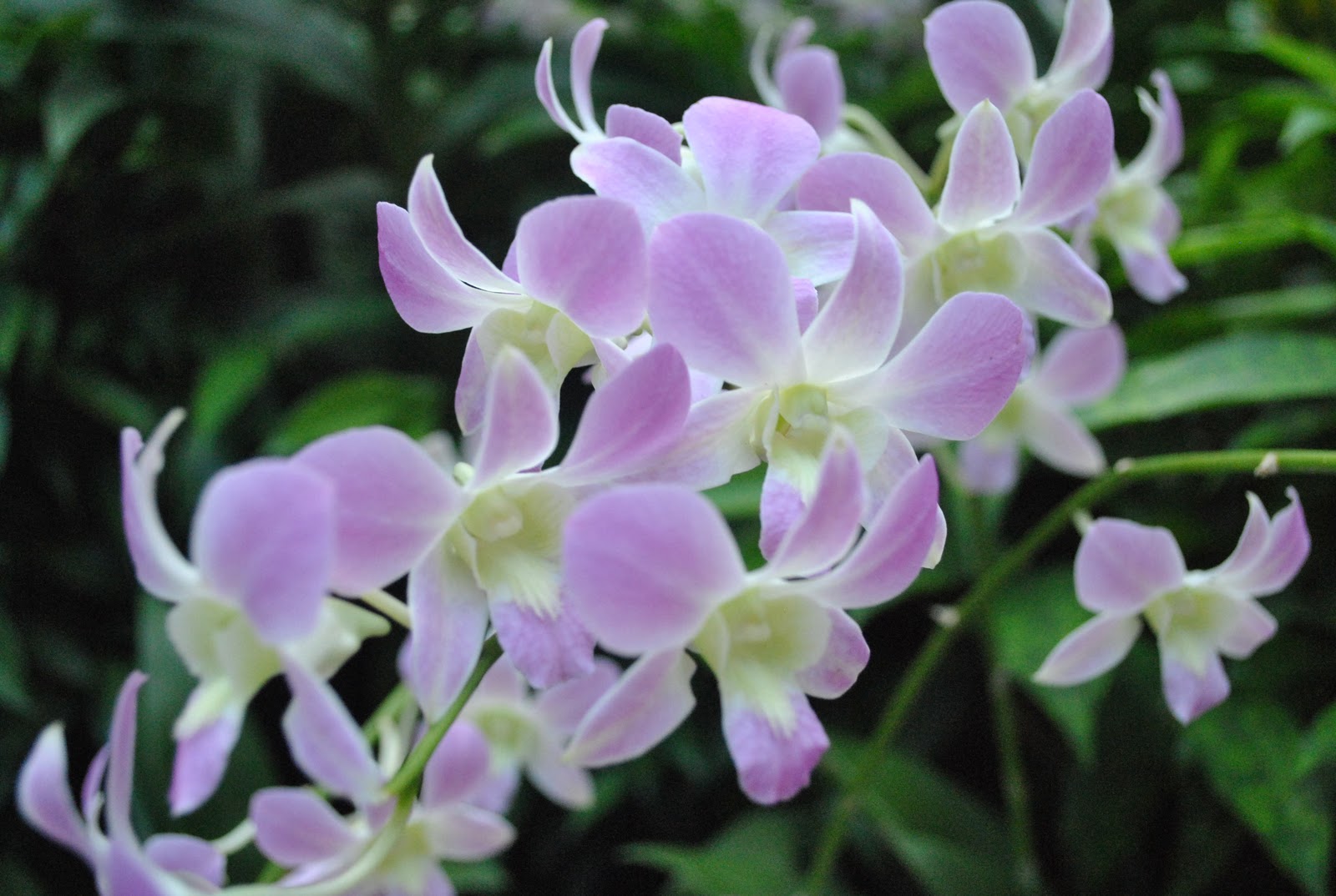 National Orchid Garden Singapore