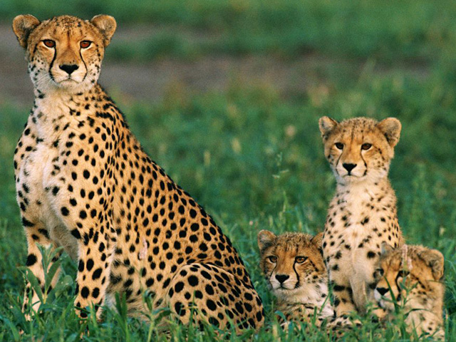 Animals Names Beginning With C Animals Name A To Z