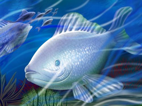 welcome: Beautiful Fish Wallpapers
