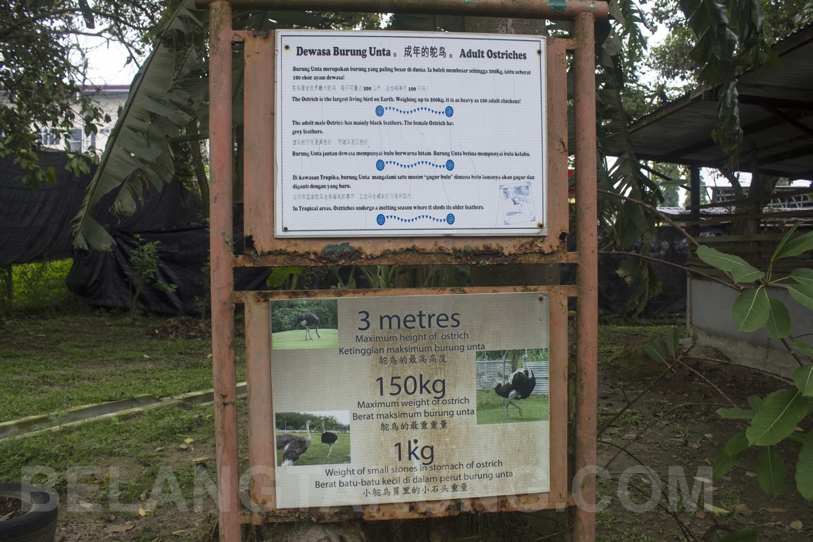 Pengalaman Bersama Burung Unta Di Pd Ostrich Show Farm Travel