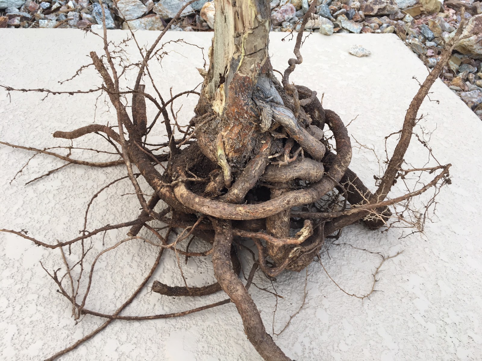 Xtremehorticulture of the Desert Red Bird of Paradise Girdling Roots