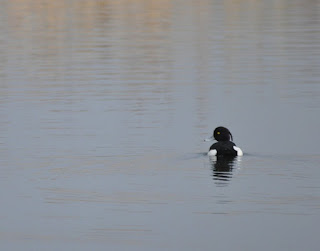 Tufted duck at Godmanchester Nature Reserve, Cambridgeshire Tufted duck at Godmanchester Nature Reserve, Cambridgeshire