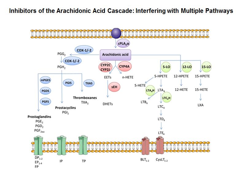 Epiphany Regulation of the Arachidonic Acid (AA) Cascade to treat