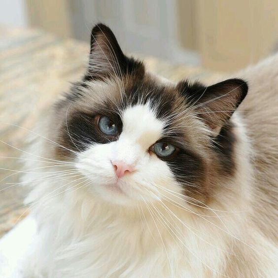 The Enchanting Ragdoll: A Guide to the Beloved Cat Breed - catmags.com
