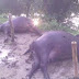11 केव्ही का तार टूटने से पांच भैंस एक गाय की मौत