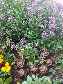 Η Συνταγή της ημέρας: Κοχλίδε (σαλιγκάρια) Γιαχνί