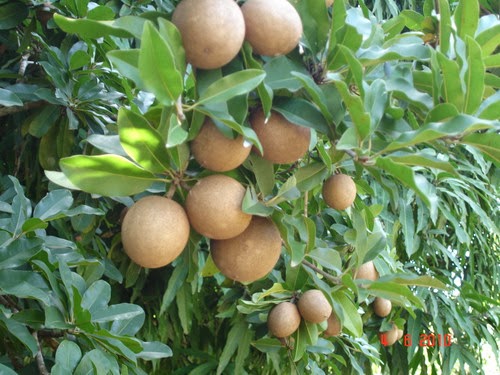 Sapoti (Achras sapota) #Sapoti (Achras sapota)