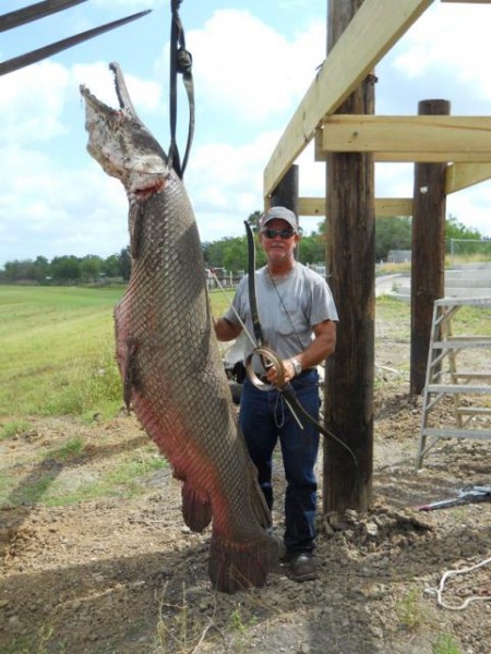 Alligator Gar Pictures | Fish Tales