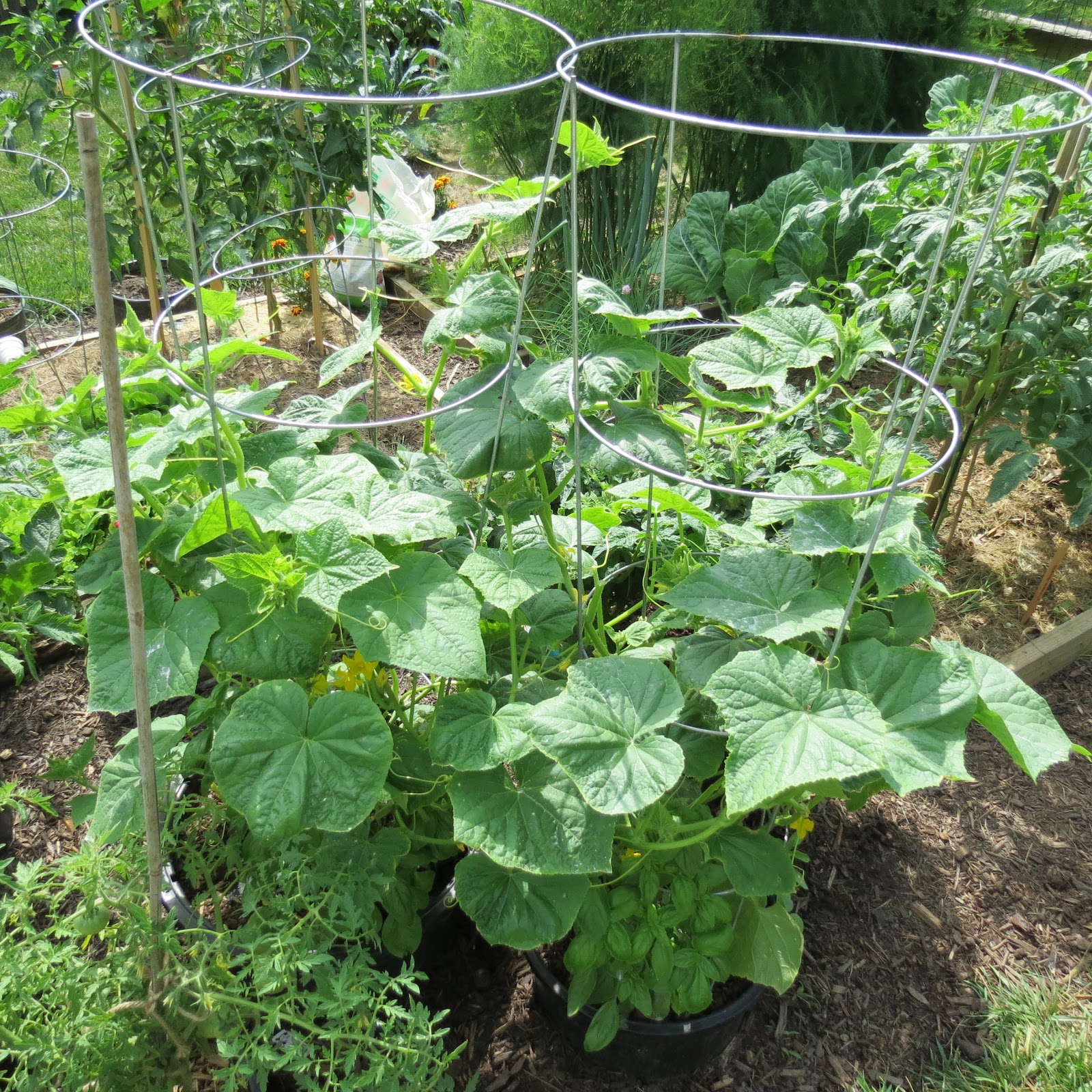 34 Vegetable Plants You Can Grow In Less Sunlight Or More Shade