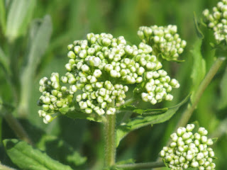 wildflower wednesday