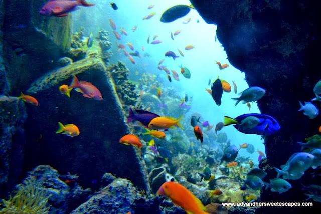 Colorful corals and fishes at the Lost Chambers