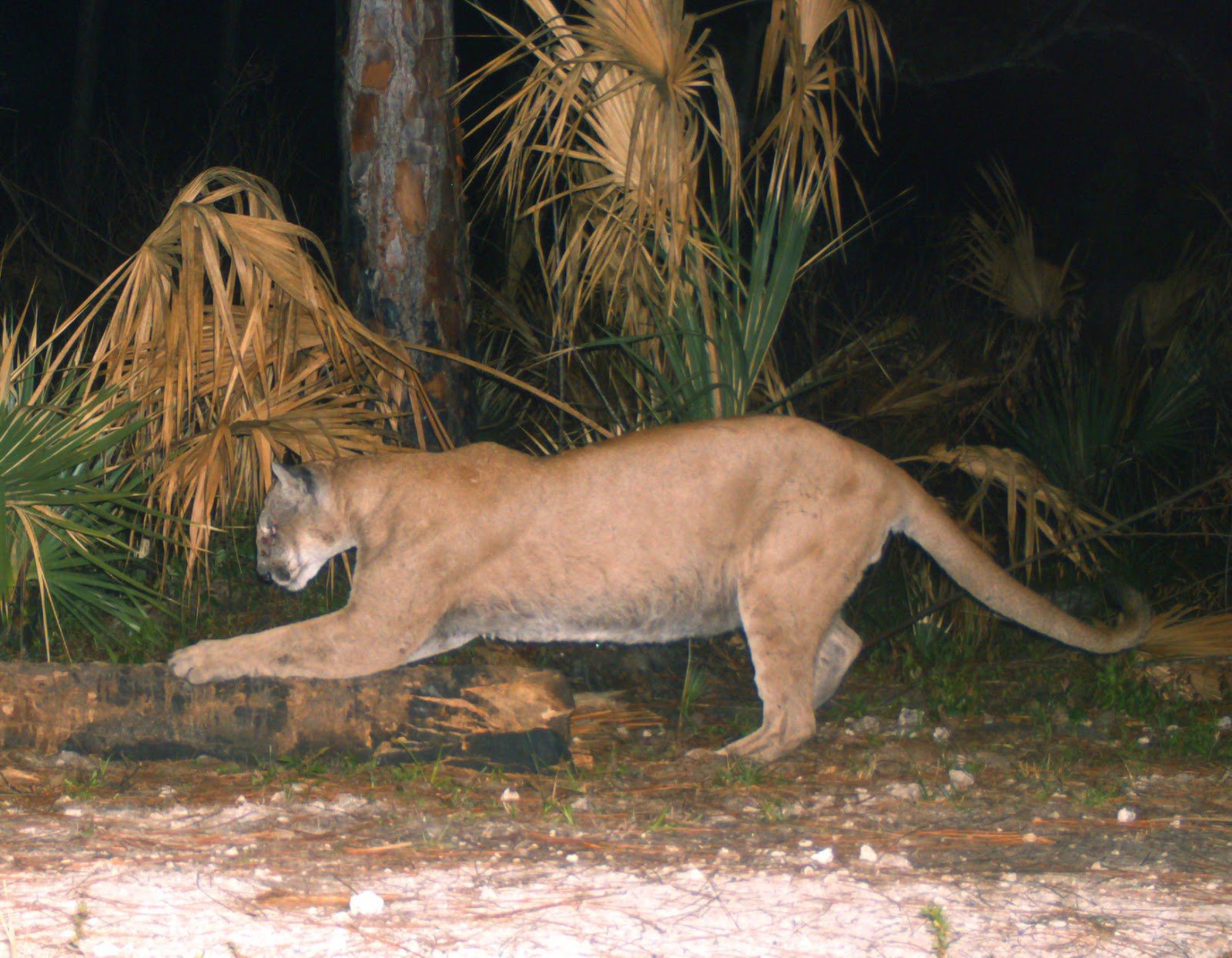 picture of cat that attacked runner picture of cat that attacked runner