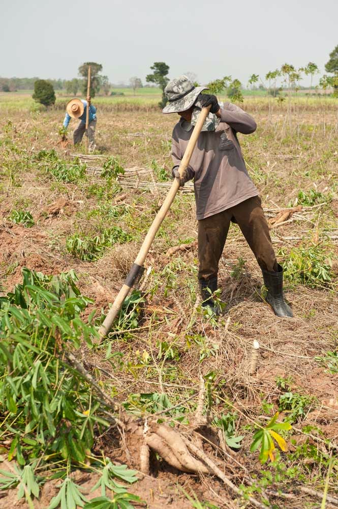 Allen's World Cassava Harvest In Isaan