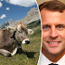 Francja: Hodowcy pozywają państwo w związku z tajemniczą śmiercią setek krów.