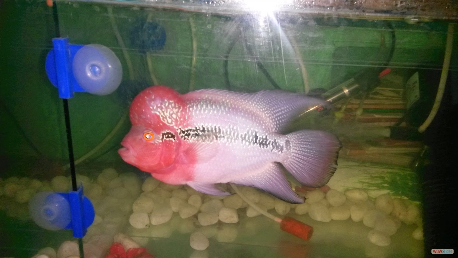 Maintain Flower horn fish