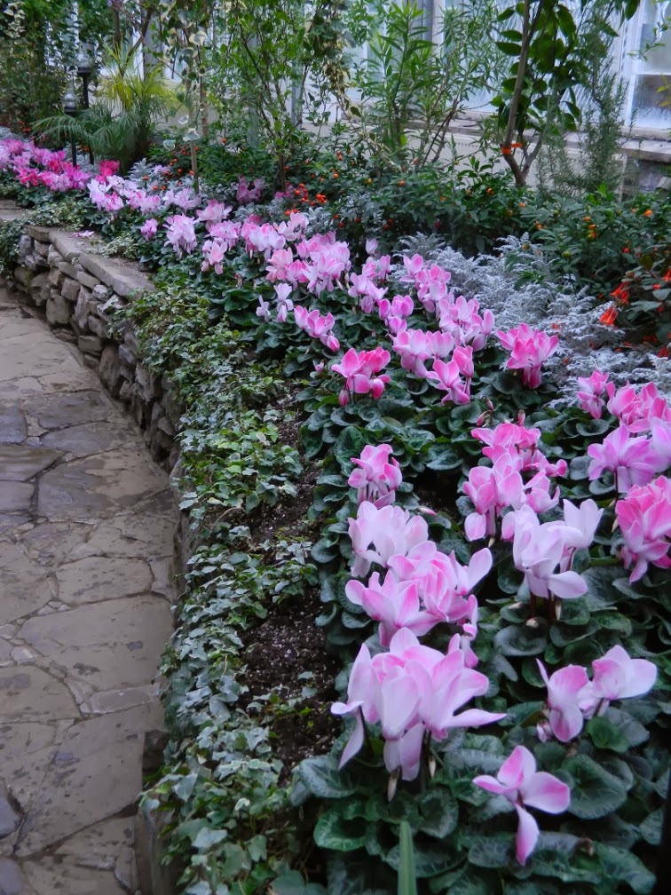 Allan Gardens Conservatory Christmas Flower Show 2013 pink cyclamen by garden muses: a Toronto gardening blog Allan Gardens Conservatory Christmas Flower Show 2013 pink cyclamen
