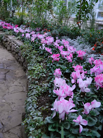 Allan Gardens Conservatory Christmas Flower Show 2013 pink cyclamen 