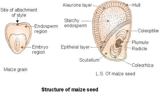 MAIZE & BEAN: Structure and Function of Maize and Bean